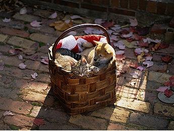 《怪物猎人物语2》宣布即将登陆PS4 6月14日发售